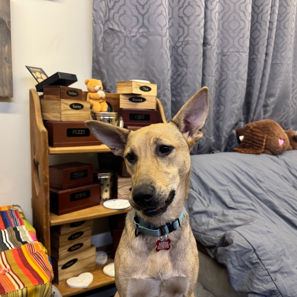Birdie, an adoptable Shepherd, Mixed Breed in Baldwin, WI, 54002 | Photo Image 2