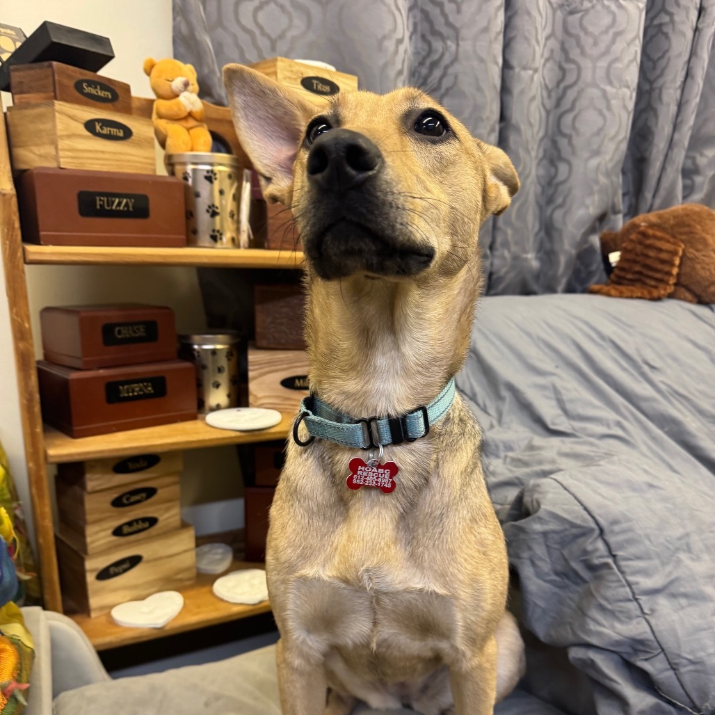 Birdie, an adoptable Shepherd, Mixed Breed in Baldwin, WI, 54002 | Photo Image 3