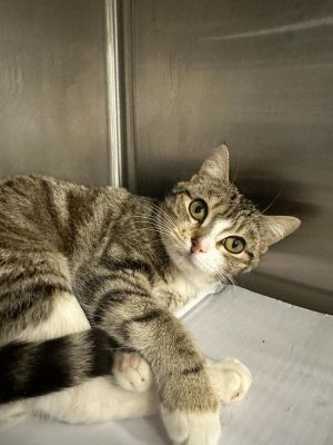 Nancy, Young Female Domestic Short Hair