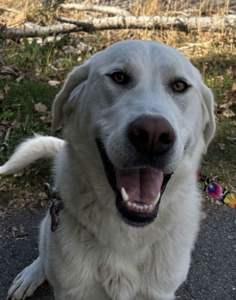 Fiona, an adoptable Great Pyrenees in Hamilton, MT, 59840 | Photo Image 1