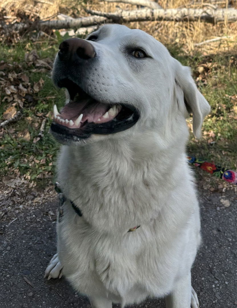 Fiona, an adoptable Great Pyrenees in Hamilton, MT, 59840 | Photo Image 2