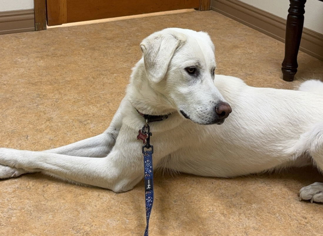 Fiona, an adoptable Great Pyrenees in Hamilton, MT, 59840 | Photo Image 3