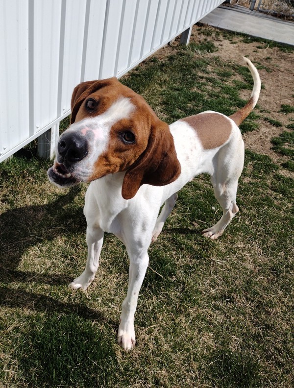 Milo 43809, an adoptable Pointer in Pocatello, ID, 83205 | Photo Image 1