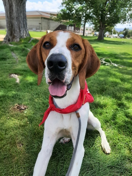 Milo 43809, an adoptable Pointer in Pocatello, ID, 83205 | Photo Image 1