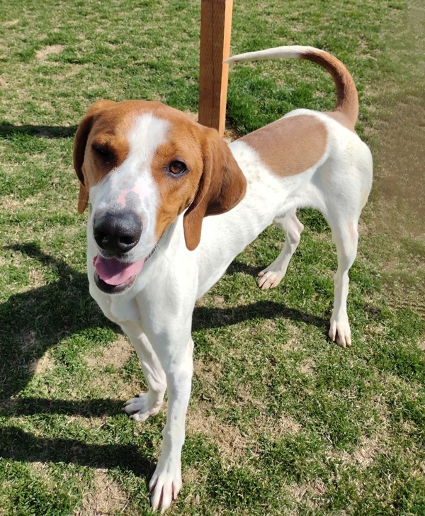 Milo 43809, an adoptable Pointer in Pocatello, ID, 83205 | Photo Image 2
