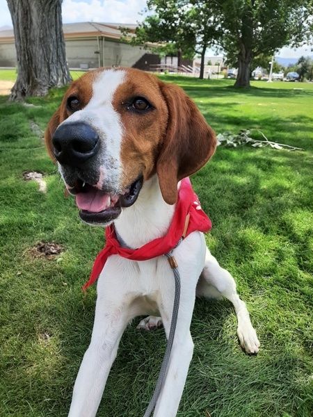Milo 43809, an adoptable Pointer in Pocatello, ID, 83205 | Photo Image 2