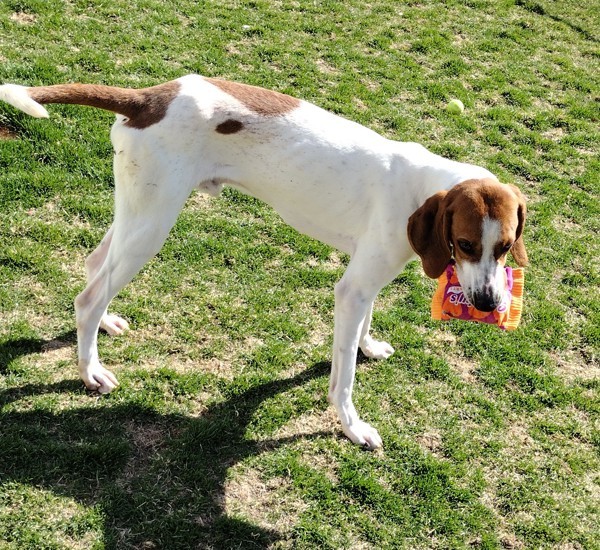 Milo 43809, an adoptable Pointer in Pocatello, ID, 83205 | Photo Image 3