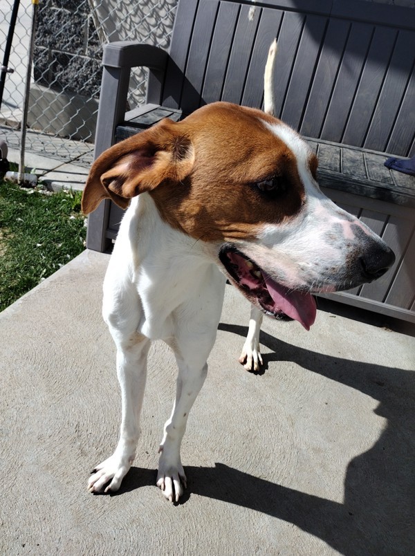 Milo 43809, an adoptable Pointer in Pocatello, ID, 83205 | Photo Image 4