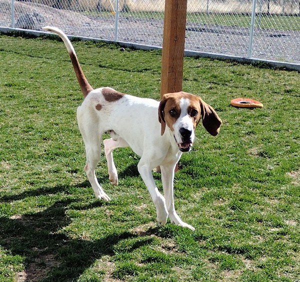 Milo 43809, an adoptable Pointer in Pocatello, ID, 83205 | Photo Image 5