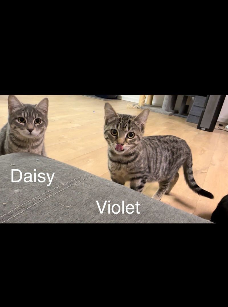 Violet