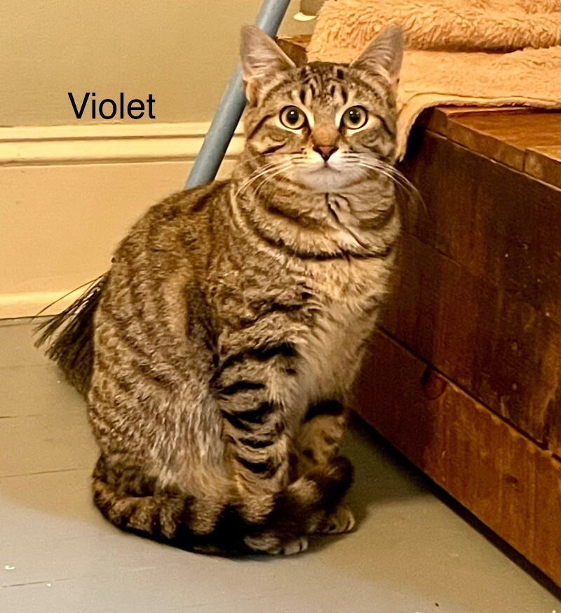 Violet