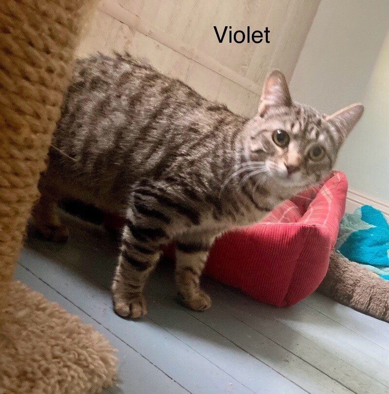 Violet