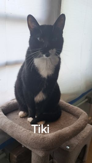 Tiki 2, Adult Male unknown