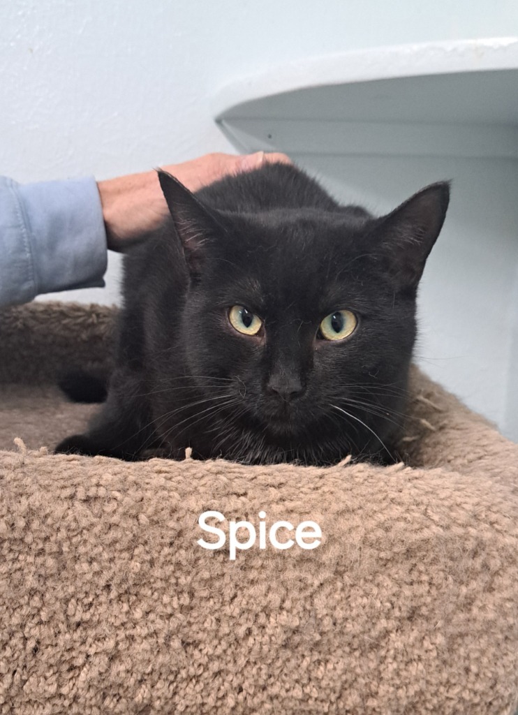 Spice