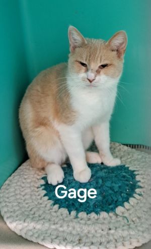 Gage, Young Male unknown