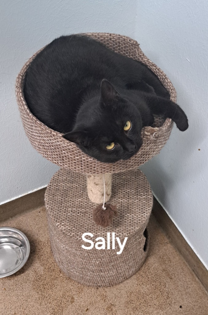 Sally