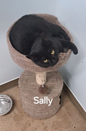 Sally, Young Female unknown