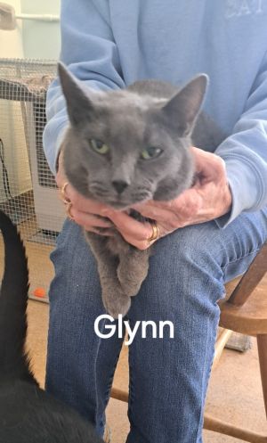Glynn, Young Female Domestic Short Hair
