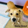 Mama Scout