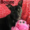 Boujee
