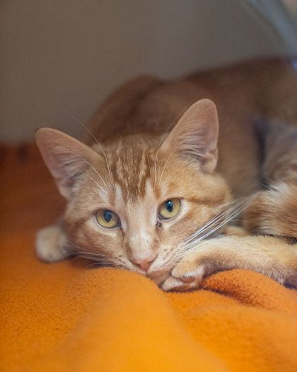 Saffron, an adoptable Domestic Short Hair in Pequot Lakes, MN, 56472 | Photo Image 1