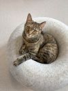 Junipurr