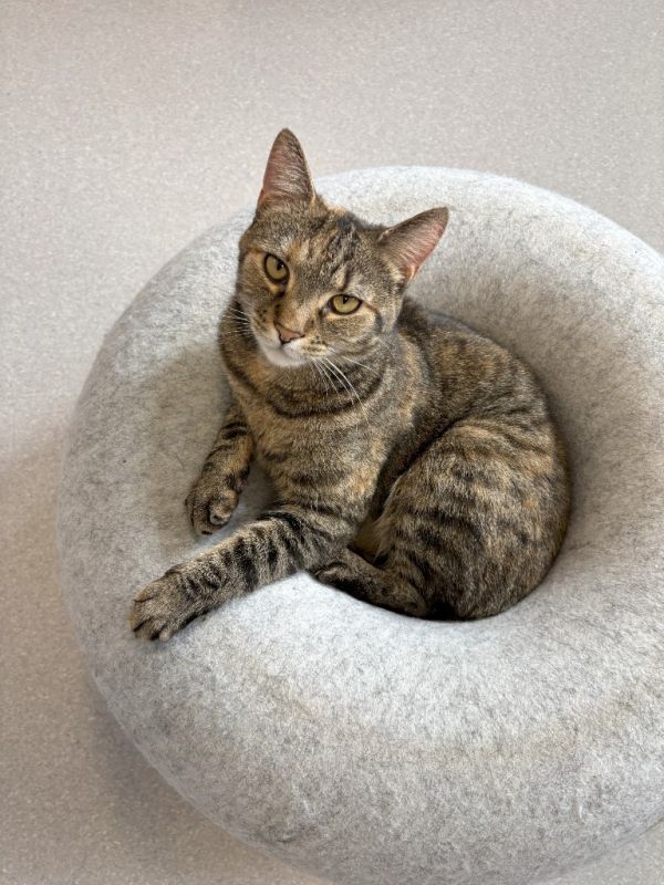 Junipurr