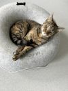 Junipurr