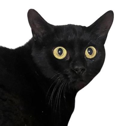 Mavis, an adoptable Domestic Short Hair in Reno, NV, 89512 | Photo Image 1