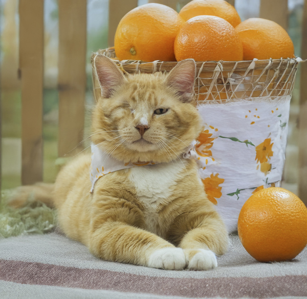 Blinky, an adoptable Domestic Long Hair in Kennewick, WA, 99336 | Photo Image 1