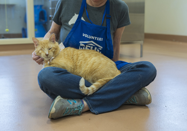 Blinky, an adoptable Domestic Long Hair in Kennewick, WA, 99336 | Photo Image 2