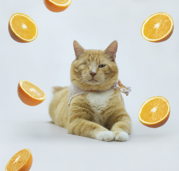 Blinky, an adoptable Domestic Long Hair in Kennewick, WA, 99336 | Photo Image 3