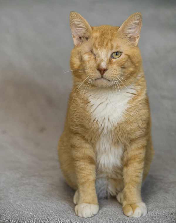 Blinky, an adoptable Domestic Long Hair in Kennewick, WA, 99336 | Photo Image 4