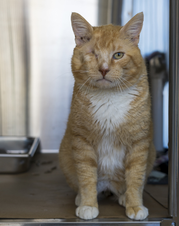 Blinky, an adoptable Domestic Long Hair in Kennewick, WA, 99336 | Photo Image 5