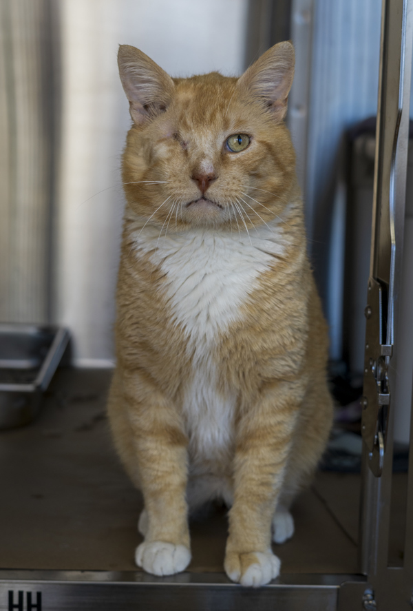 Blinky, an adoptable Domestic Long Hair in Kennewick, WA, 99336 | Photo Image 6