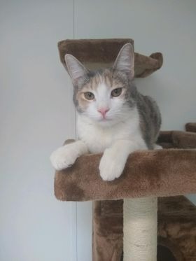 Jess, an adoptable Calico in Midland, TX, 79705 | Photo Image 1
