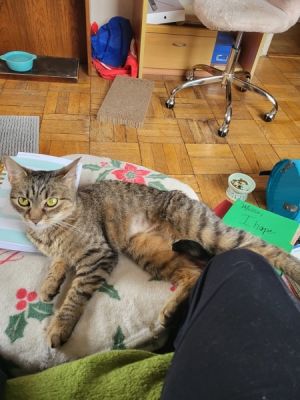 Marble, Adult Female unknown