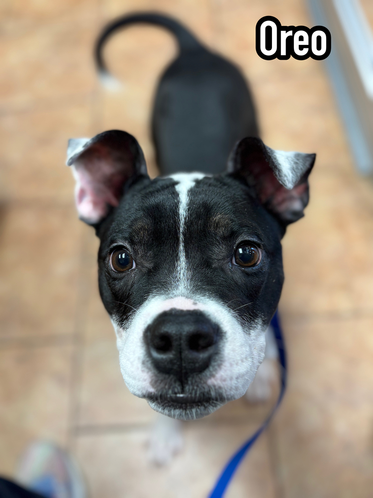 Oreo