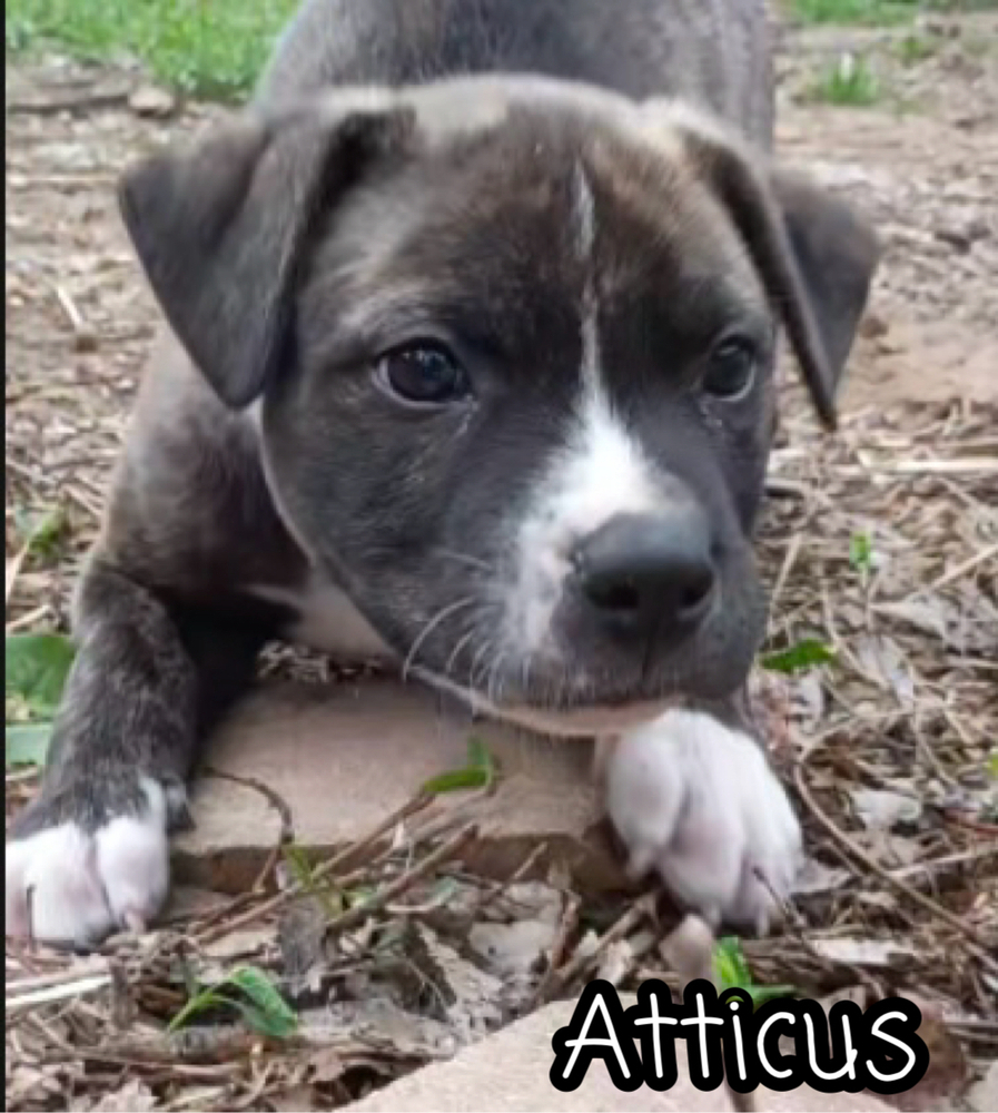 Atticus