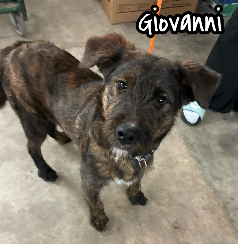Giovanni