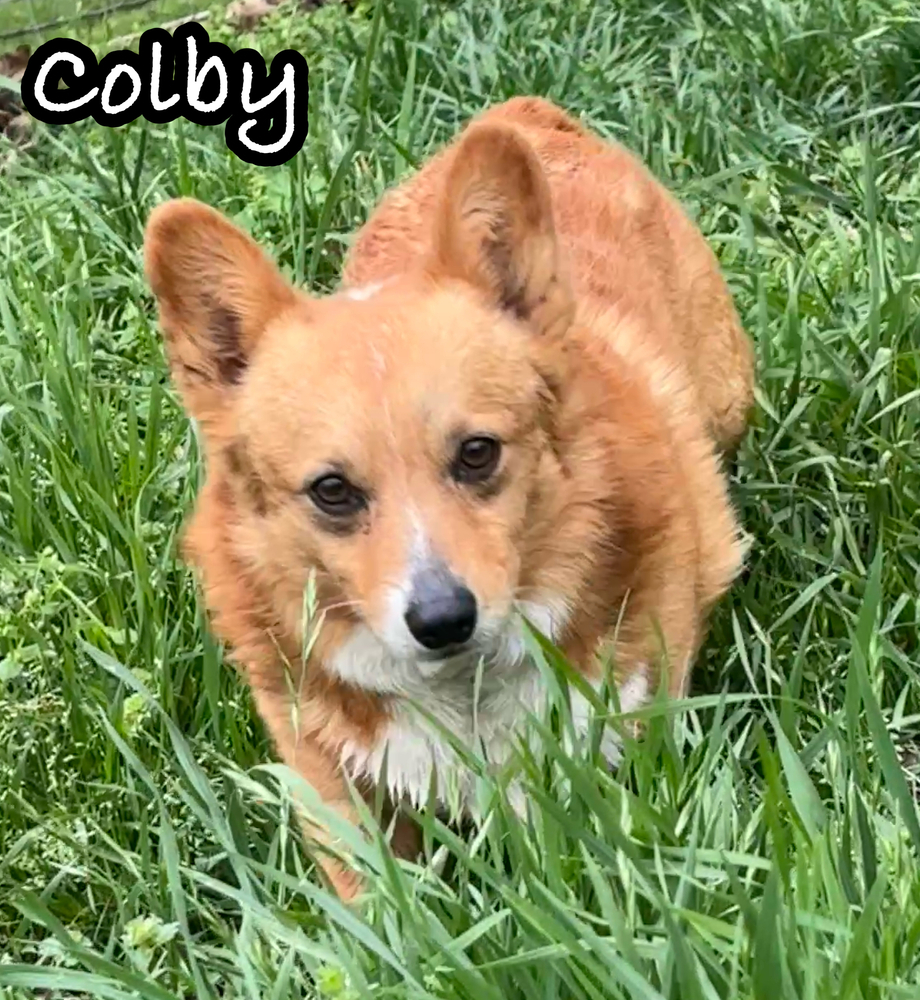 Colby