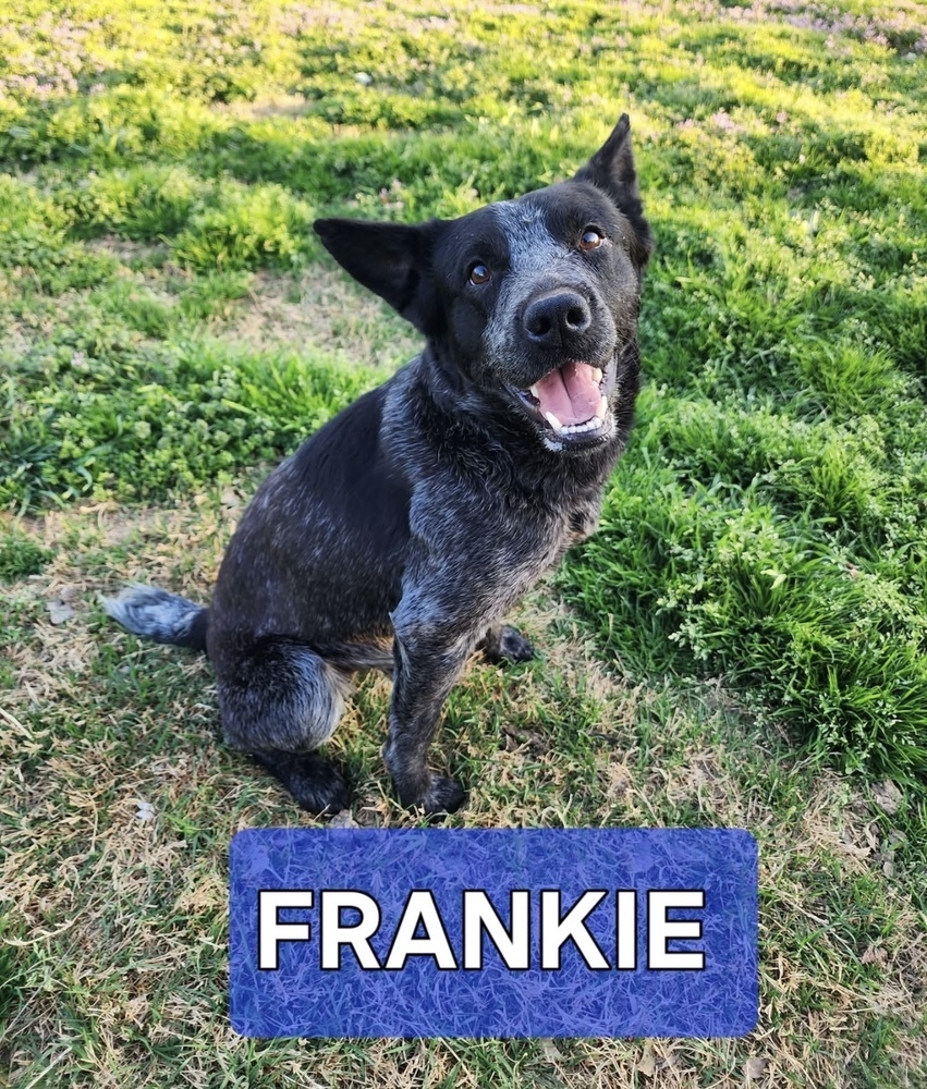 Frankie