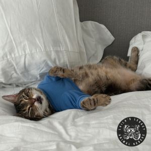 Nelly, Young Female Domestic Short Hair