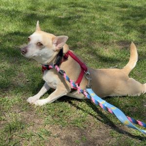Meet Gnocchi - soft sweet and ready to bloom Three-year-old Gnocchi is as tender as her name sugg