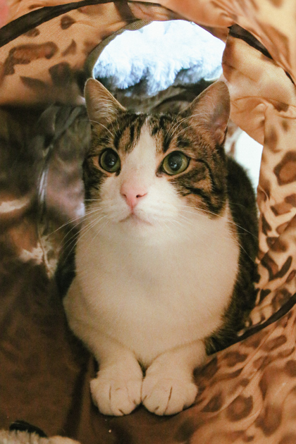 Maximus