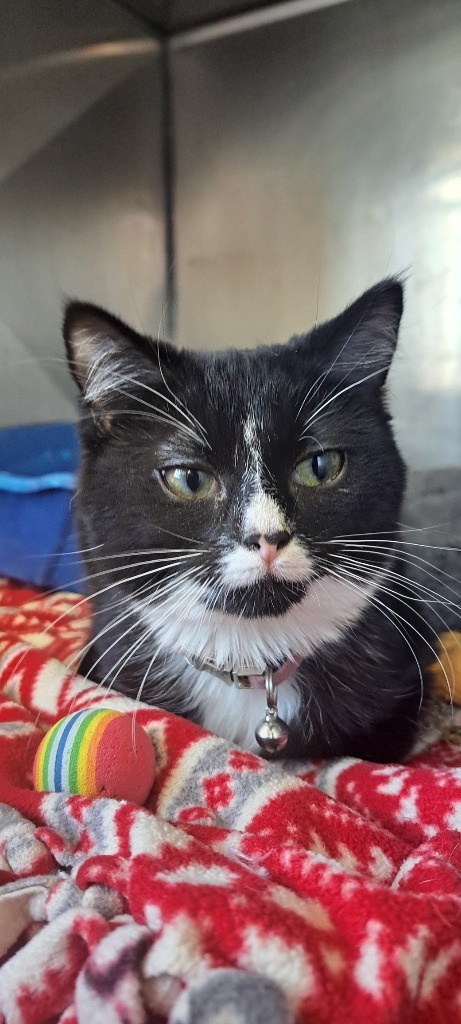 Luna-Lu, an adoptable Domestic Short Hair in Virginia, MN, 55792 | Photo Image 1