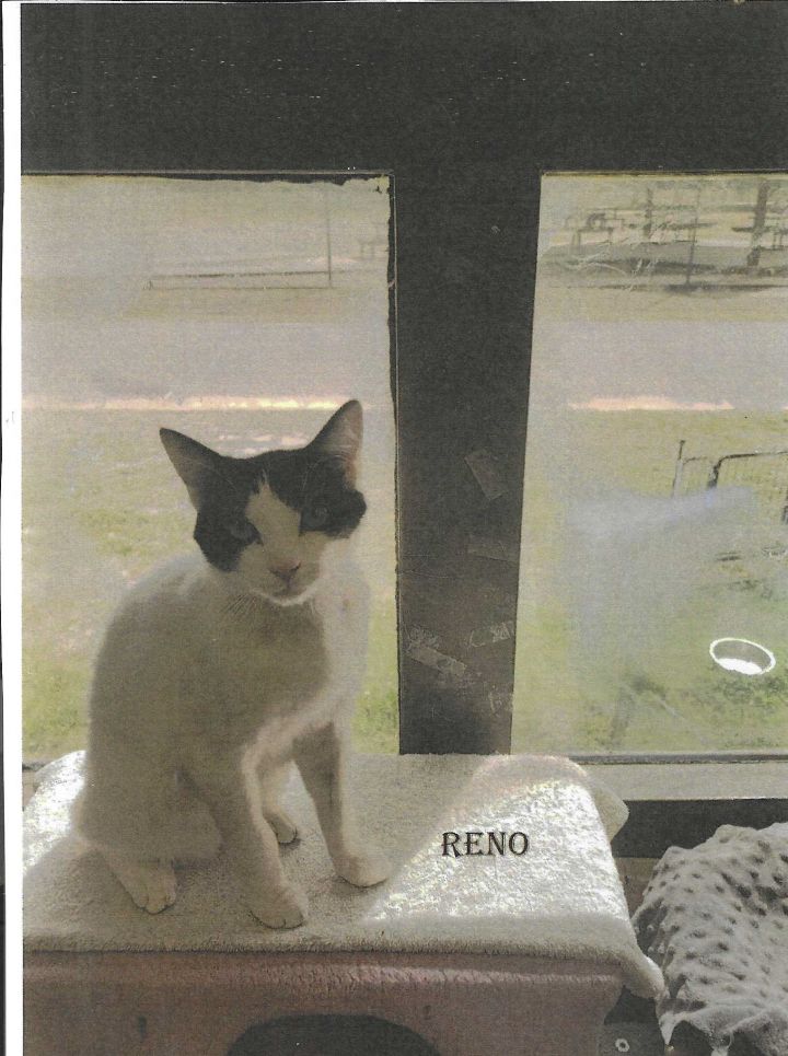 Reno 1