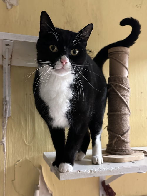 Mr Mistoffelees