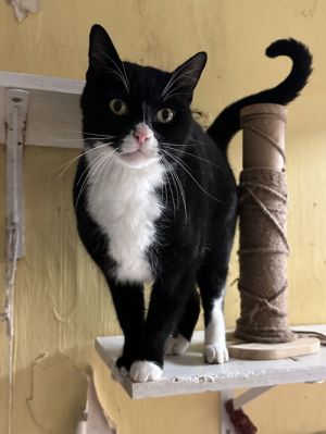 Mr Mistoffelees