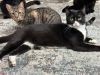 Mr Mistoffelees photo 2